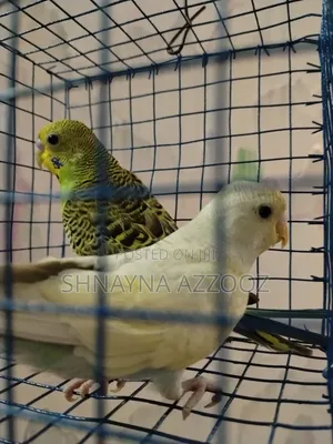 Fertile and Friendly Budgies for Sale
