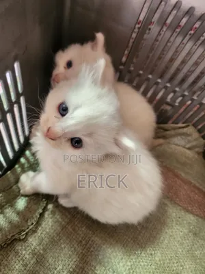 1-3 months Male Purebred Persian