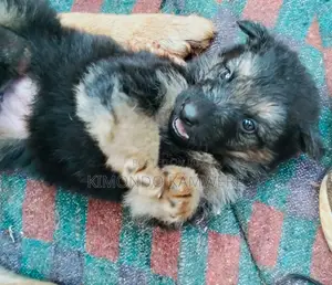 1-3 months Female Purebred German Shepherd