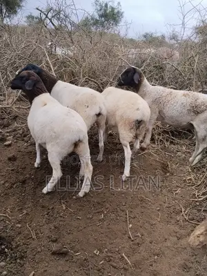 Dorper Sheep for Sale
