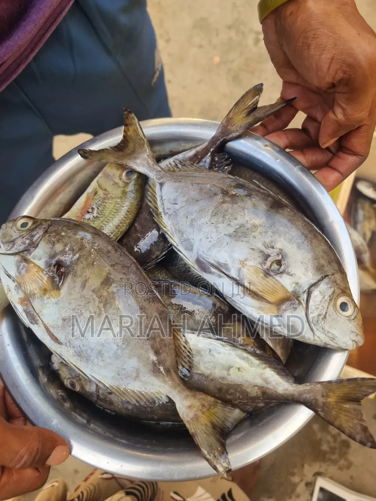Fresh Seafood