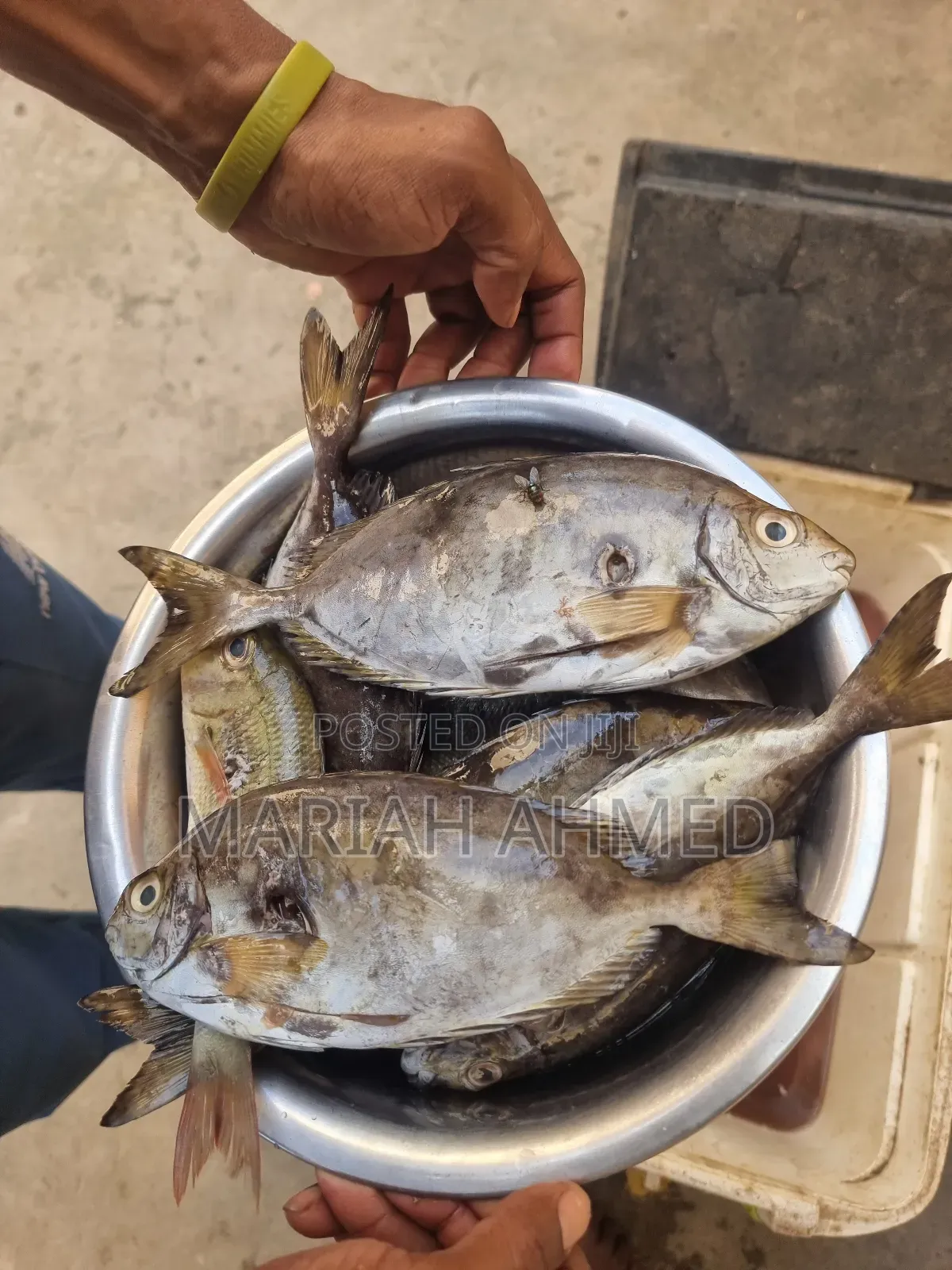 Fresh Seafood