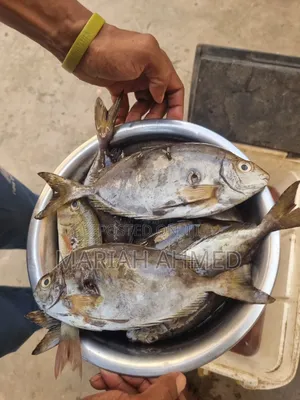 Fresh Seafood
