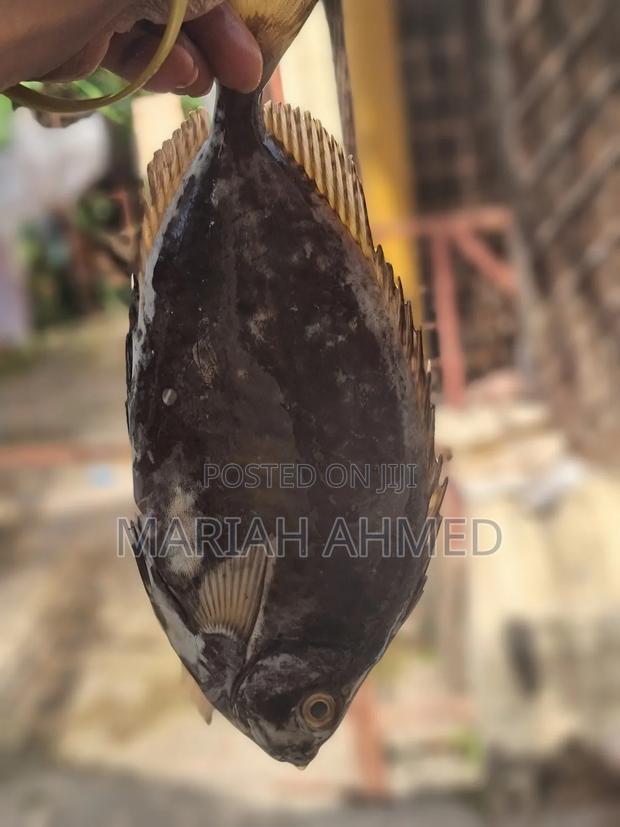 Fresh Seafood - thumbnail 3