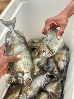 Fresh Seafood
