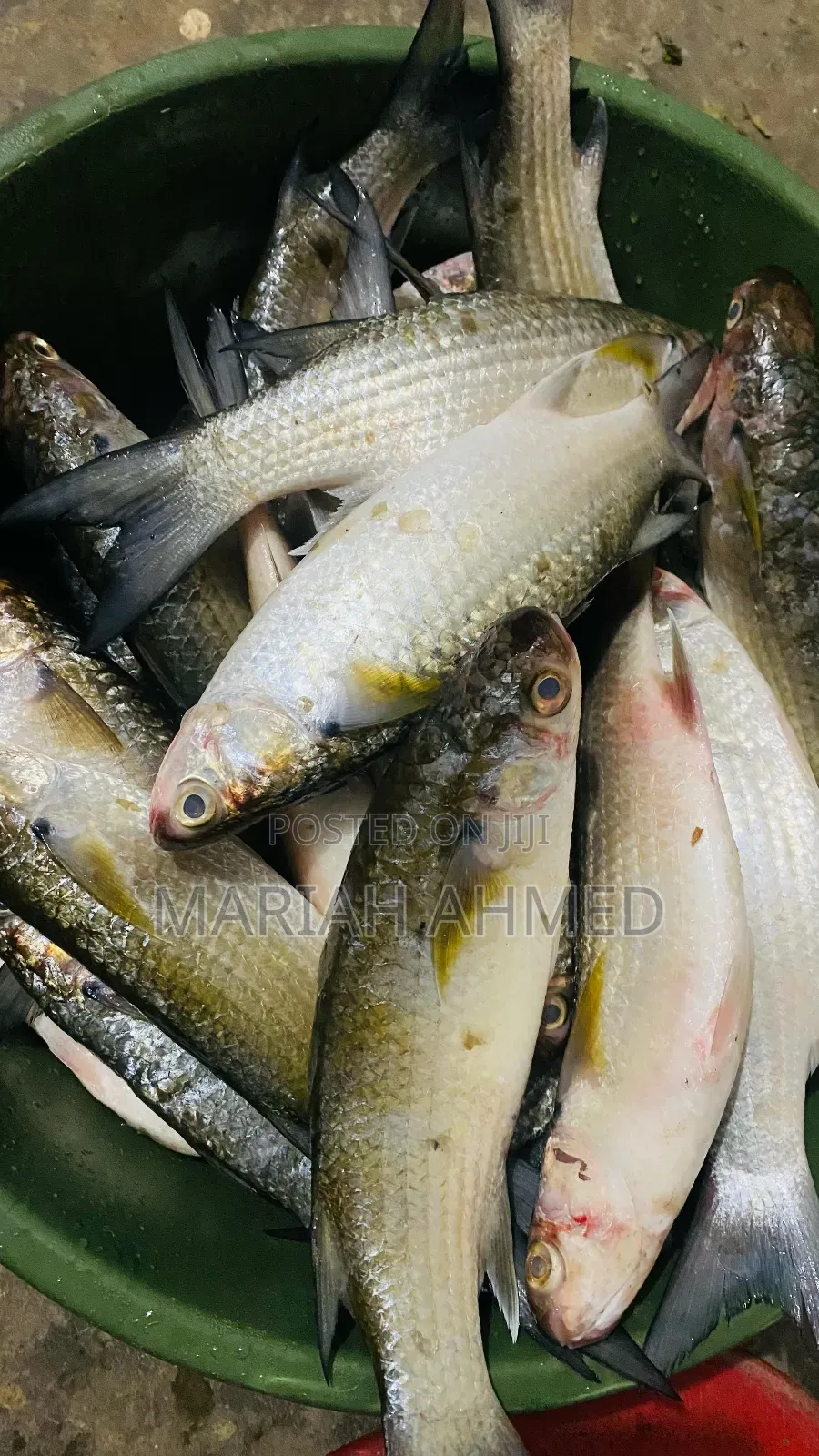 Fresh Seafood