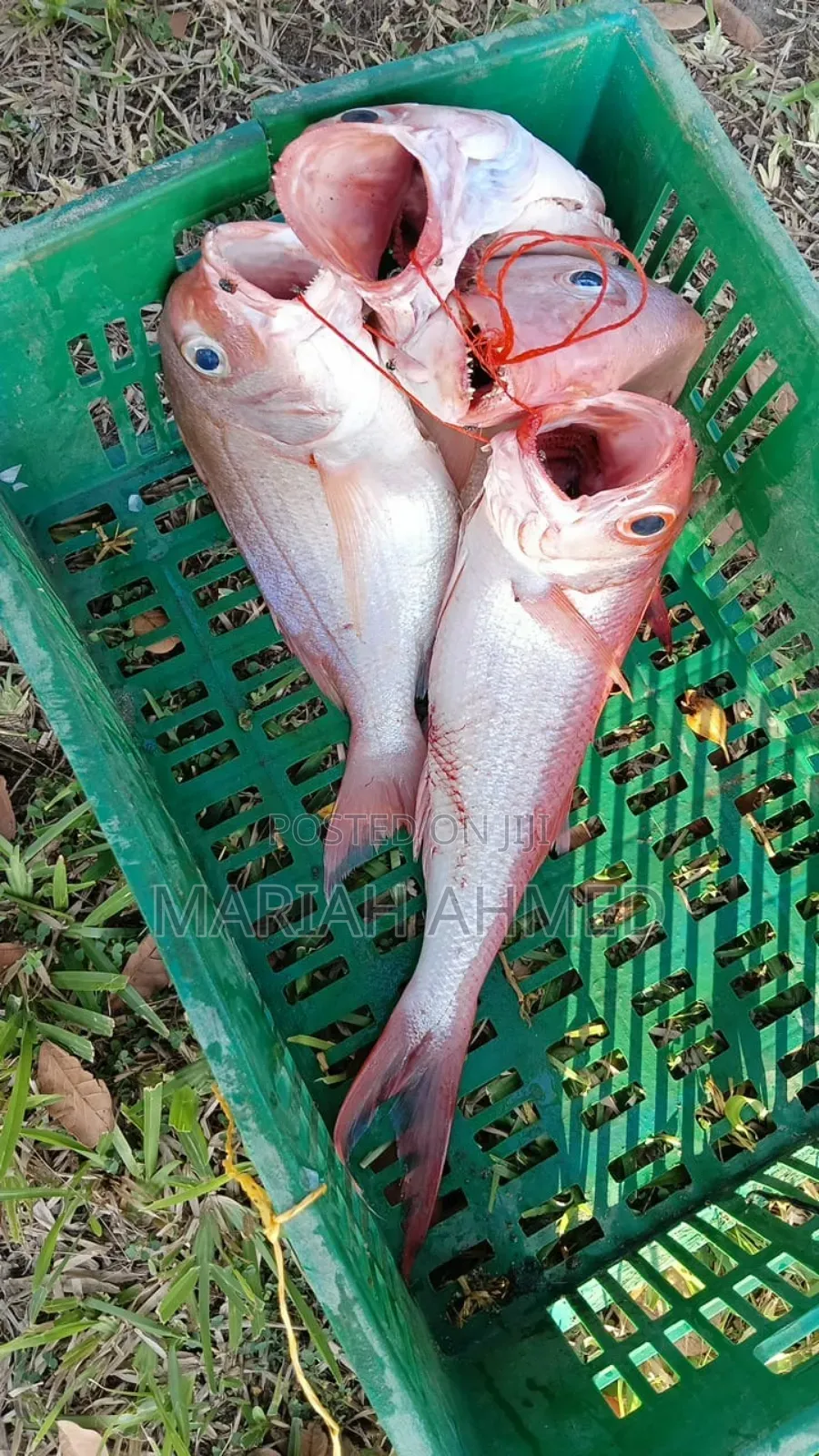 Fresh Seafood