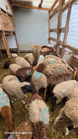 Marino Sheeps