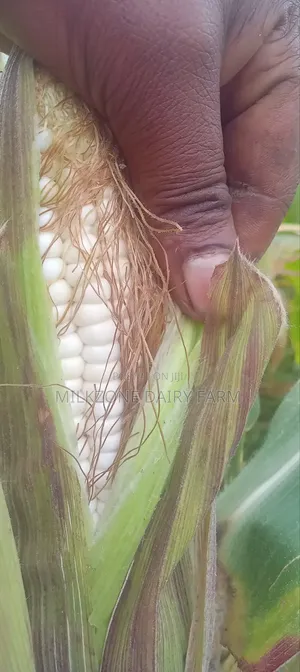 One Acre Maize Plantation for Silege