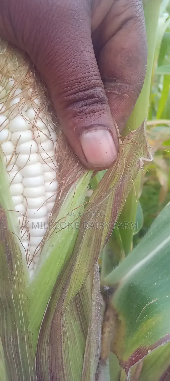One Acre Maize Plantation for Silege