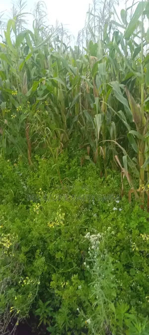 One Acre Maize Plantation for Silege