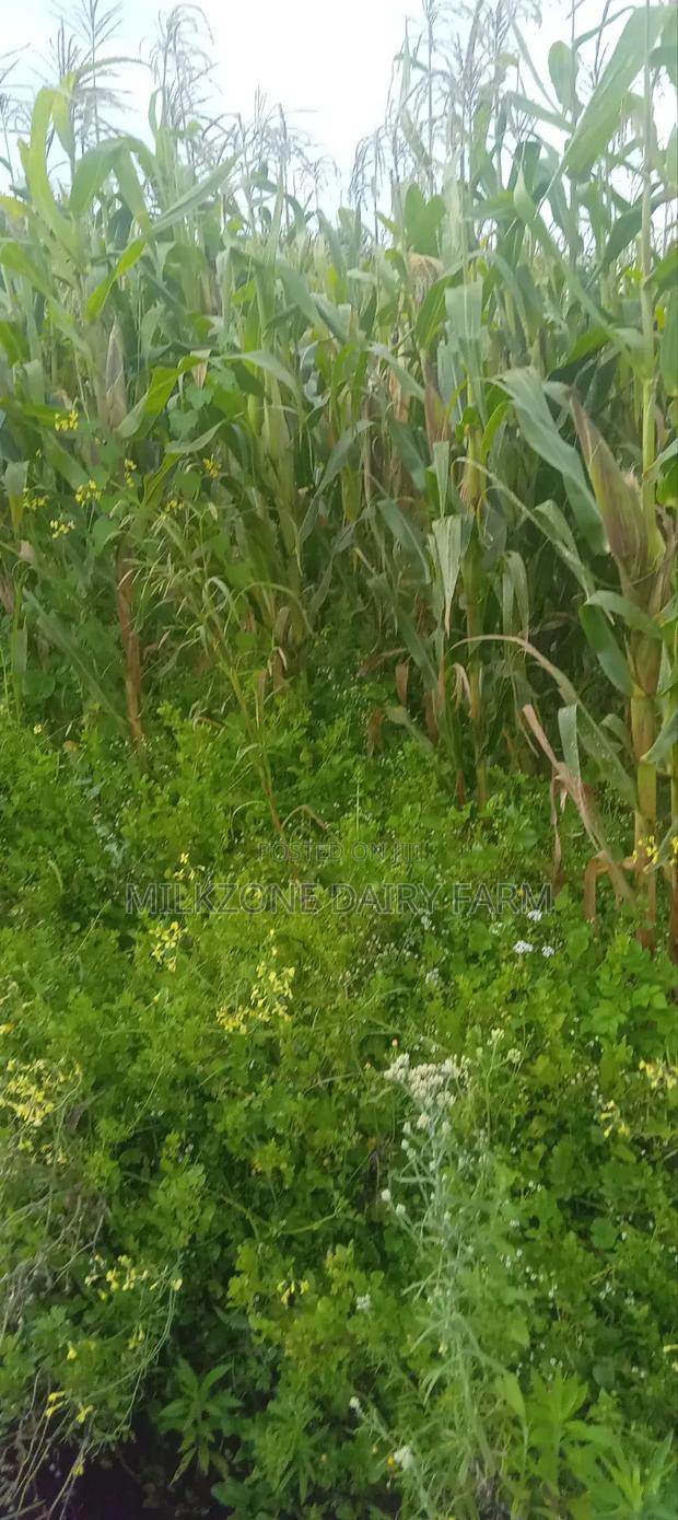 One Acre Maize Plantation for Silege - thumbnail 3