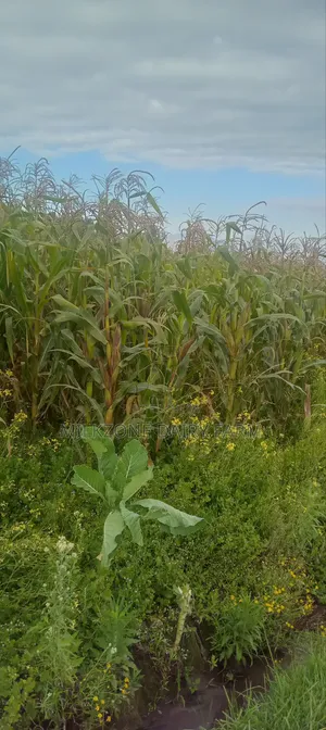 One Acre Maize Plantation for Silege