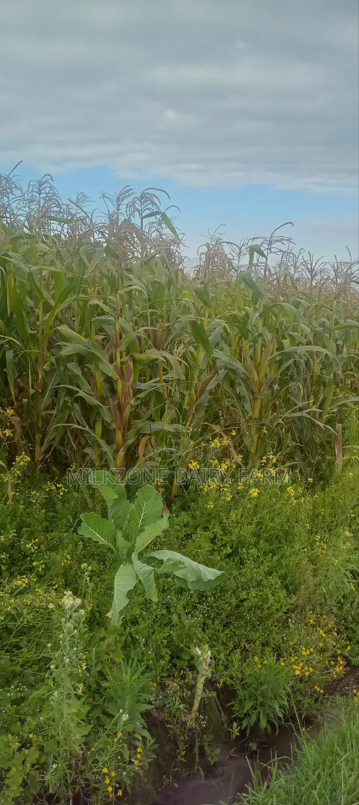 One Acre Maize Plantation for Silege