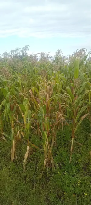 One Acre Maize Plantation for Silege