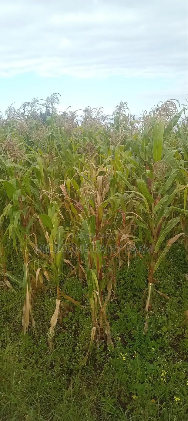 One Acre Maize Plantation for Silege - thumbnail 5