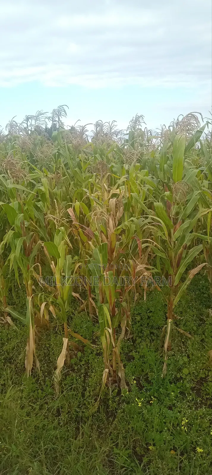 One Acre Maize Plantation for Silege