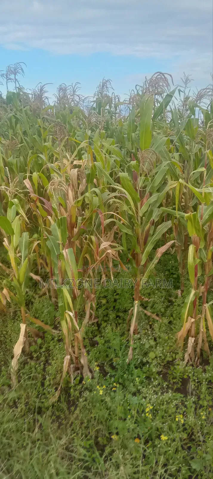 One Acre Maize Plantation for Silege