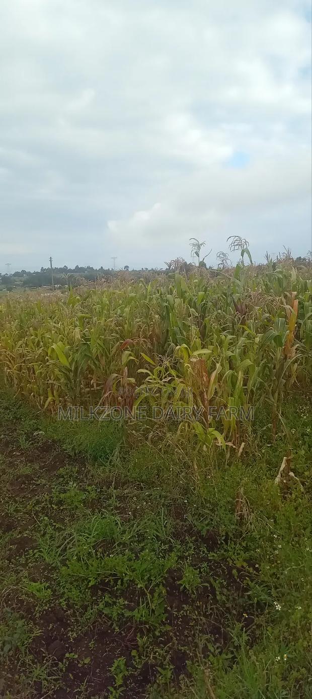 One Acre Maize Plantation for Silege - thumbnail 7