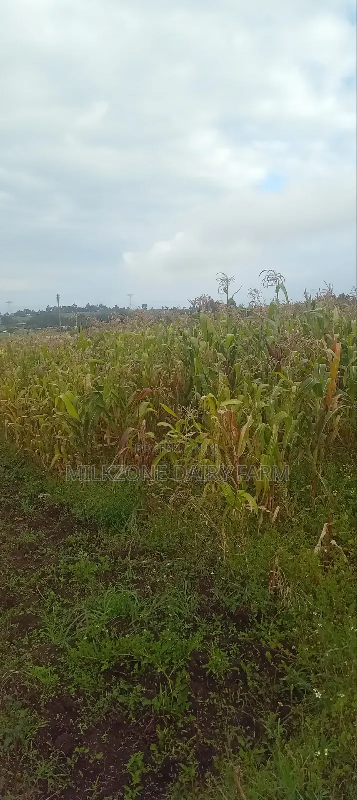 One Acre Maize Plantation for Silege