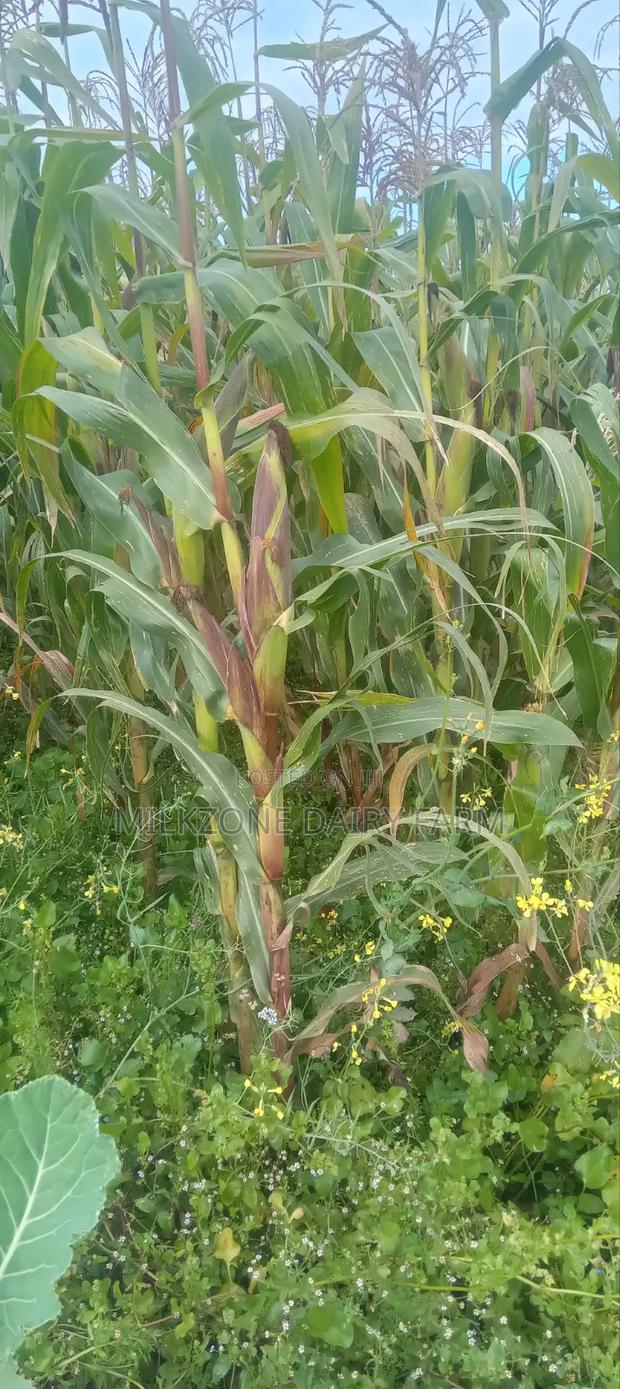 One Acre Maize Plantation for Silege - thumbnail 8