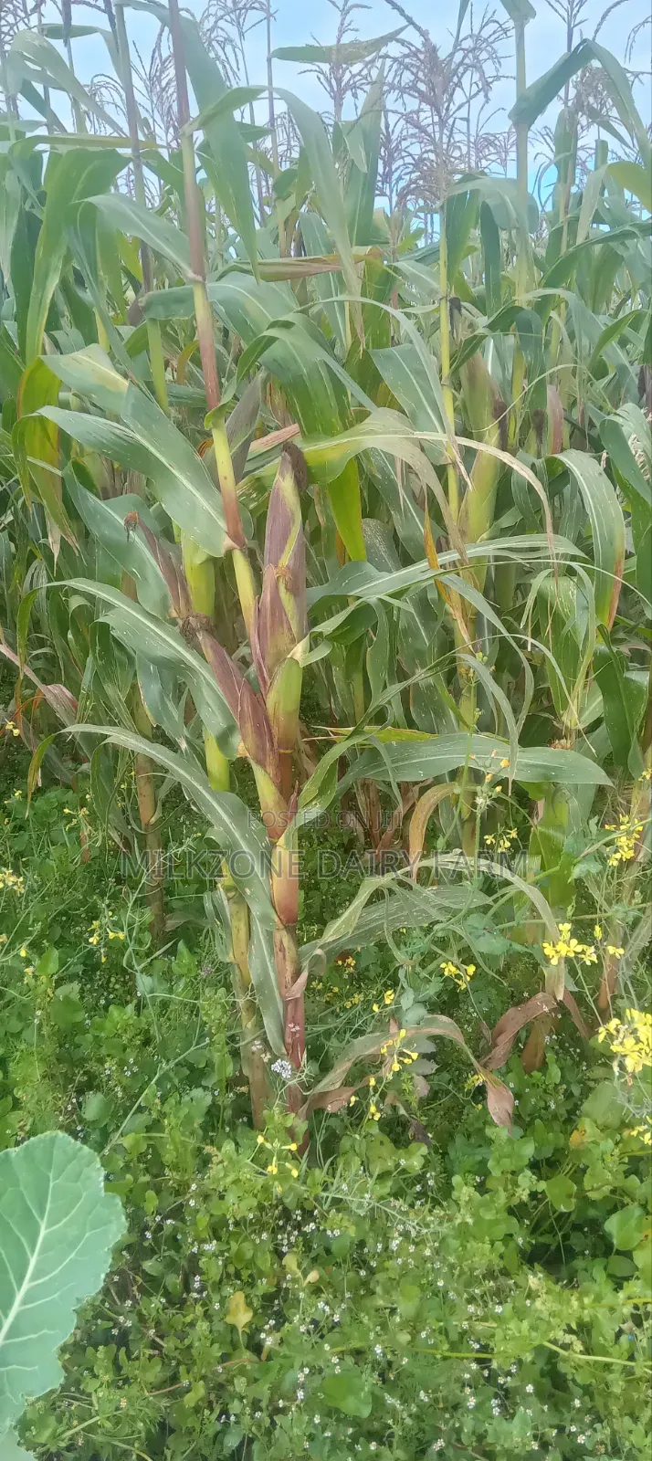 One Acre Maize Plantation for Silege