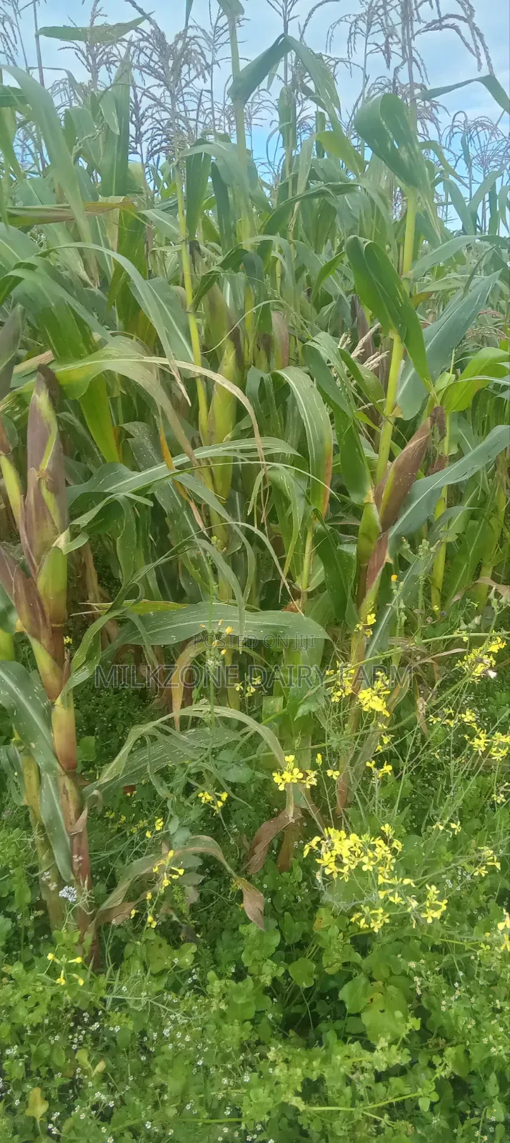 One Acre Maize Plantation for Silege