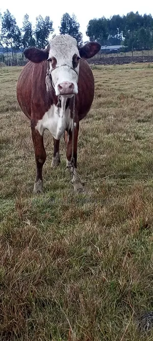 Heifer Asha