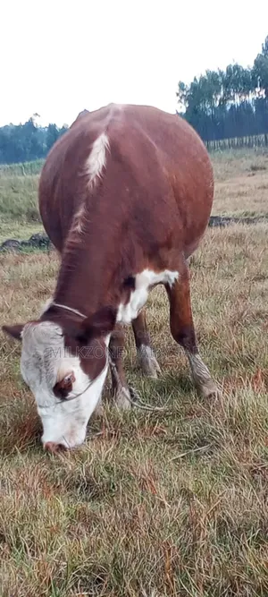 Heifer Asha