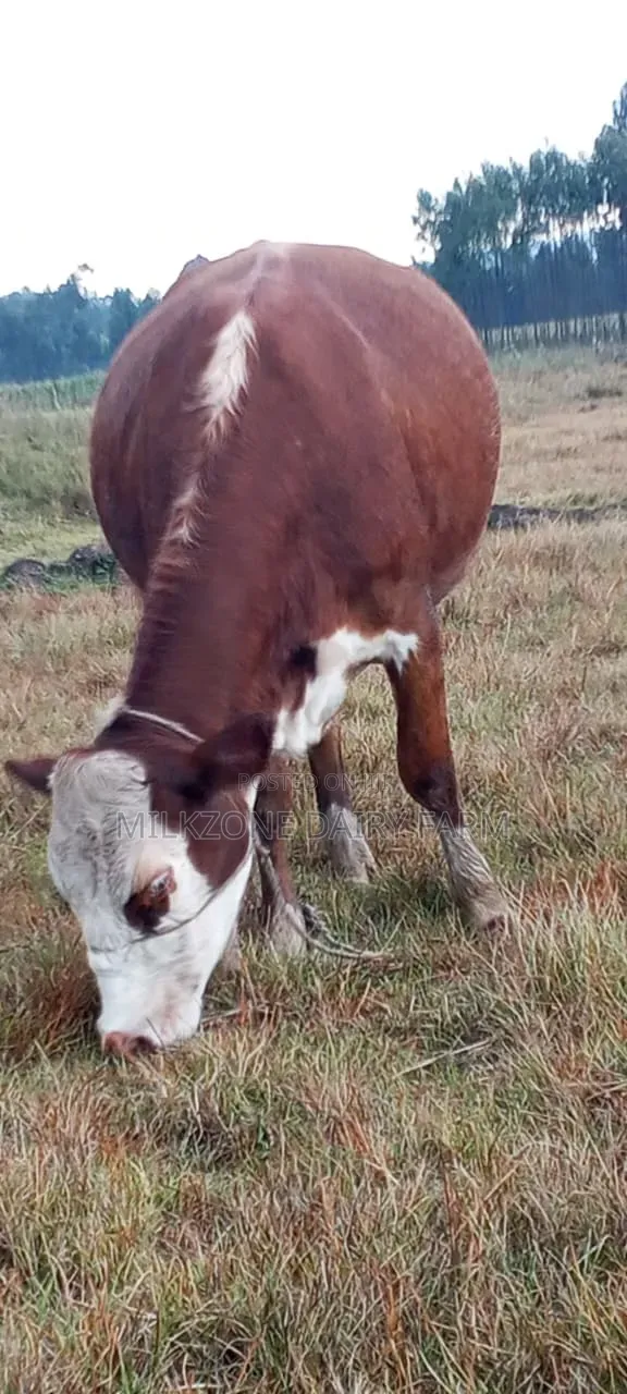 Heifer Asha