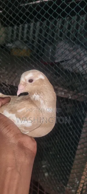 Pigeons Matured