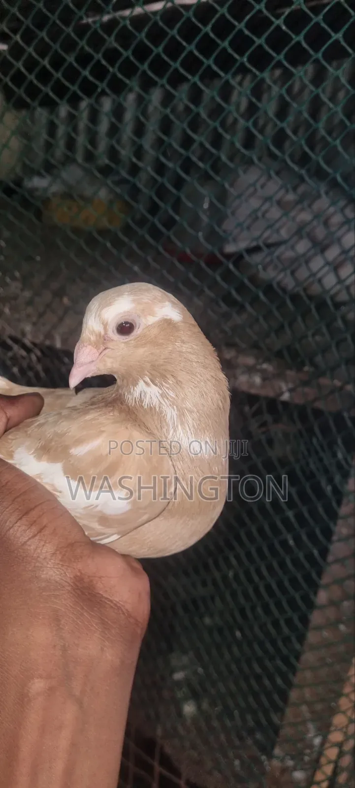Pigeons Matured