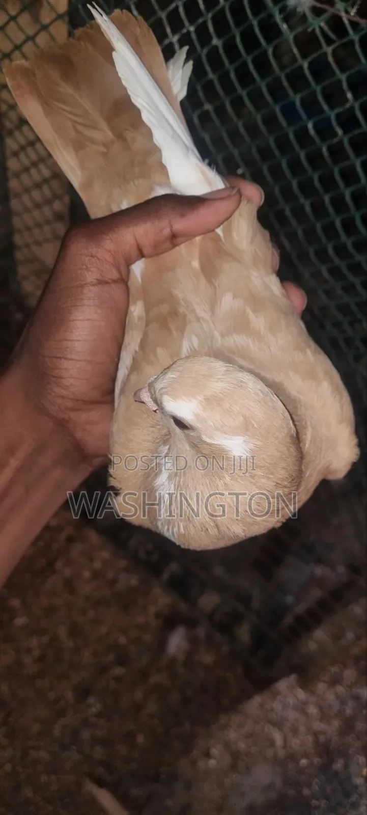 Pigeons Matured
