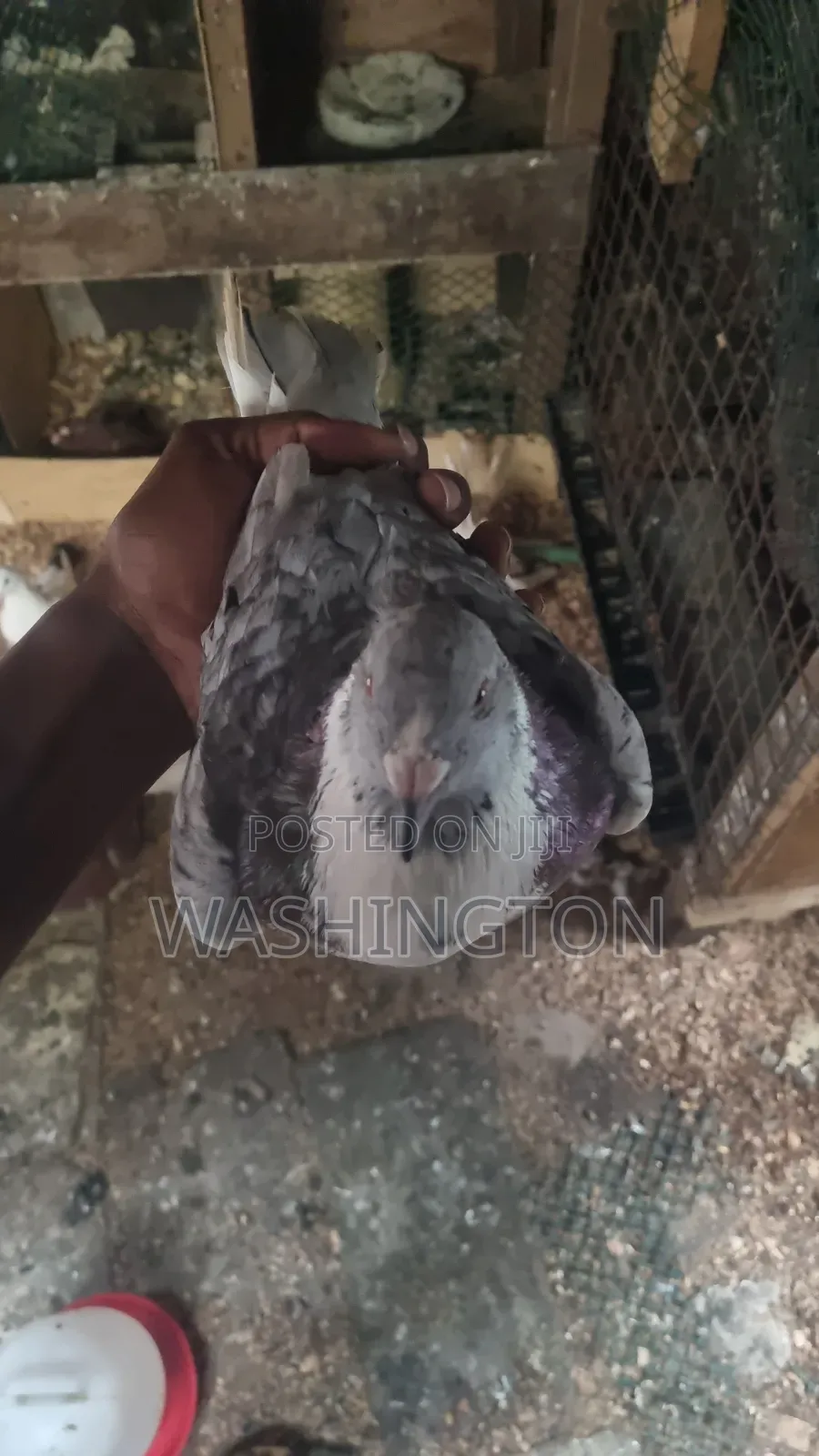 Matured Pigeon