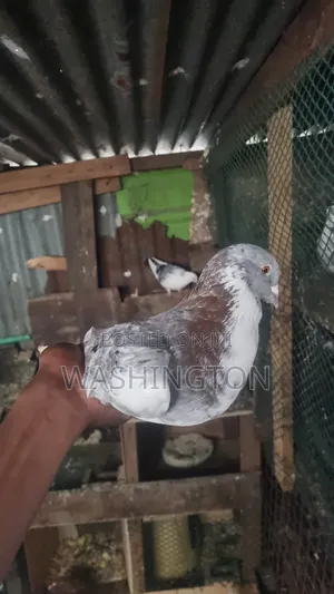 Matured Pigeon