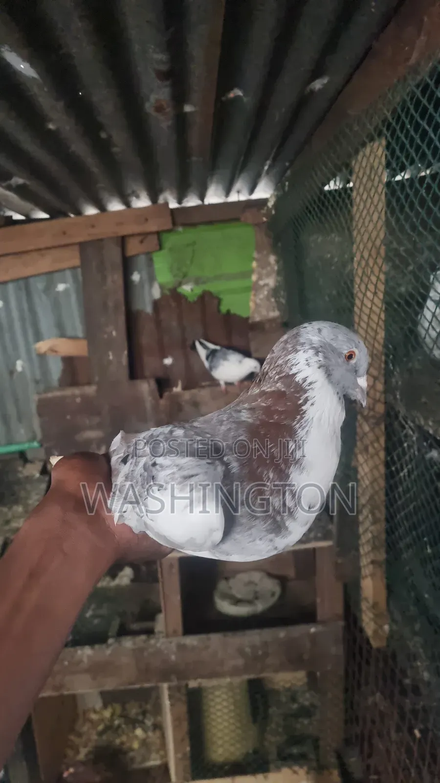 Matured Pigeon