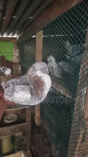Matured Pigeon