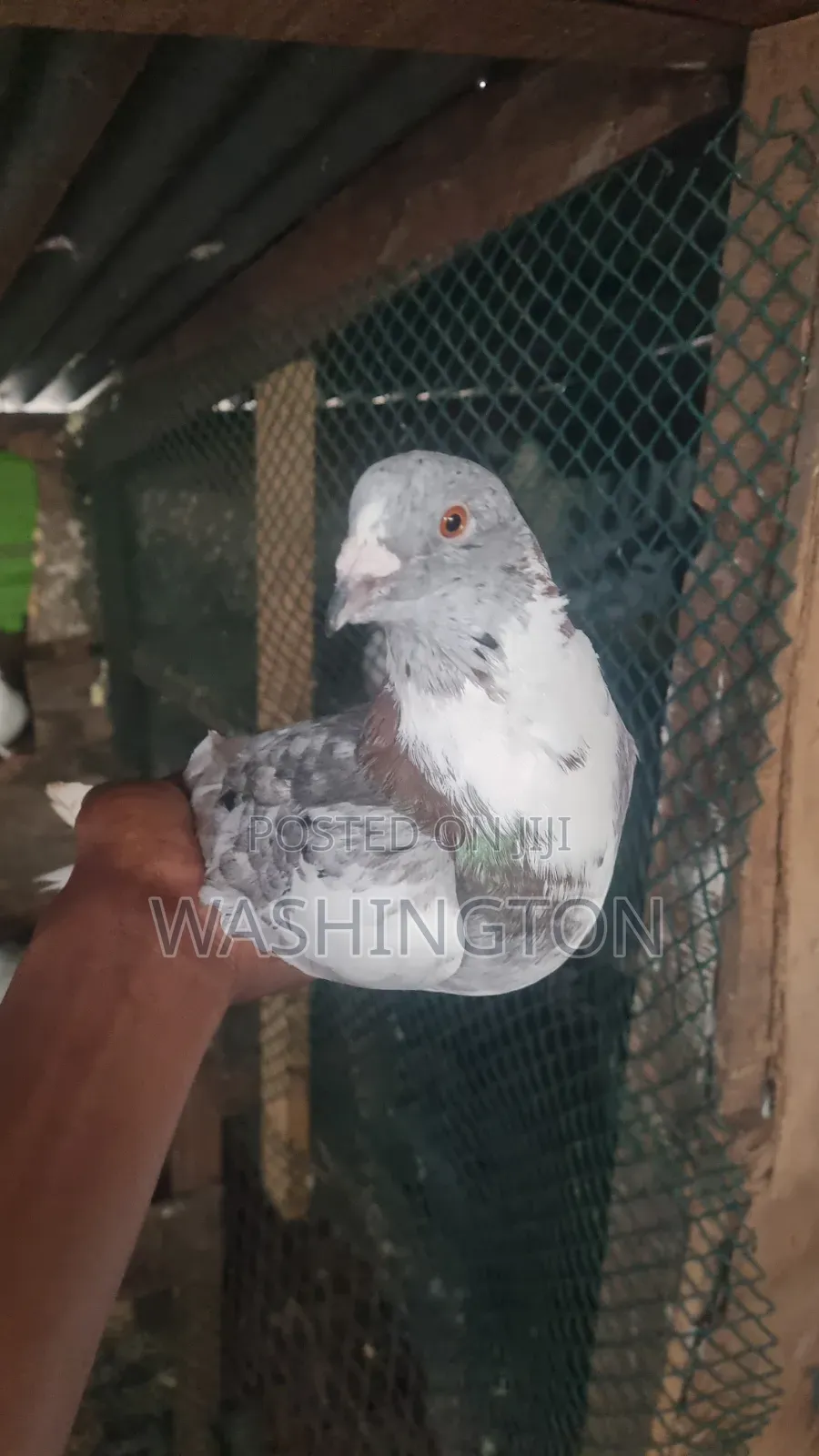 Matured Pigeon