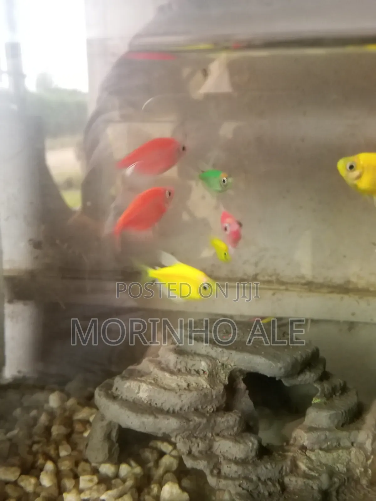 Glo Tetras