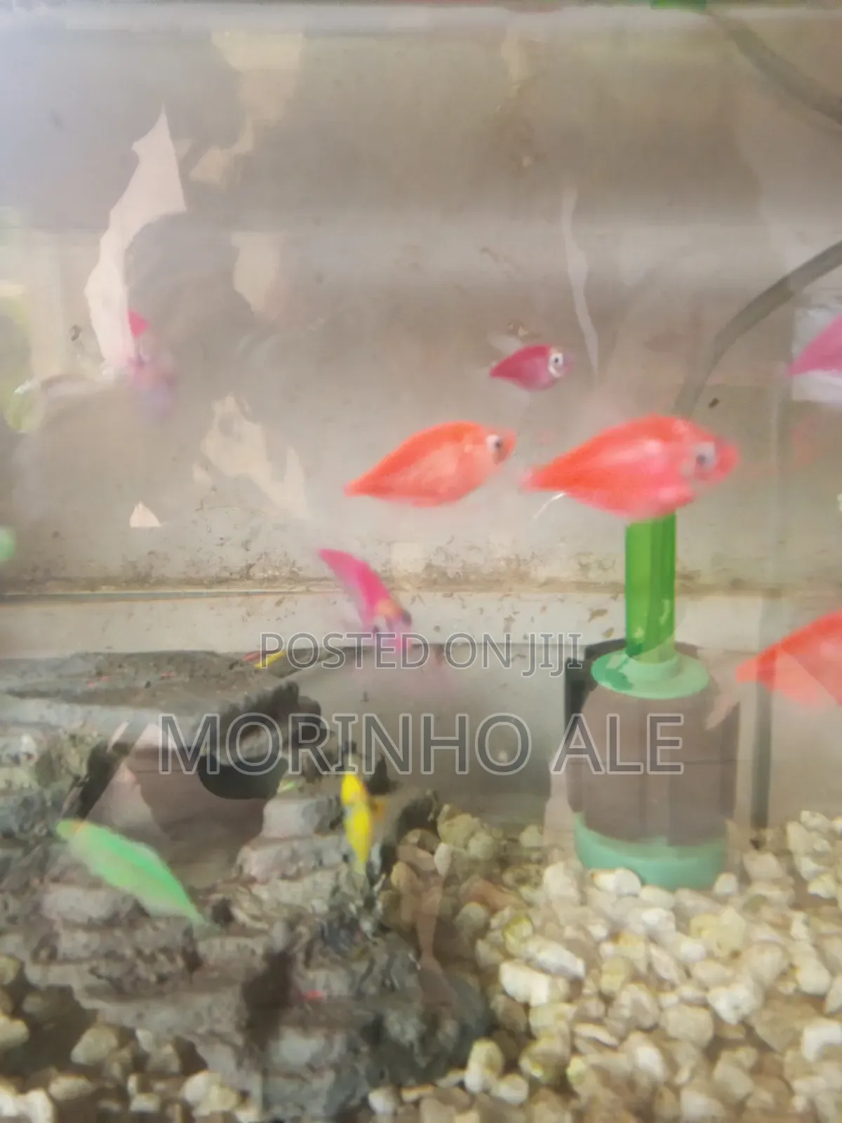 Glo Tetras