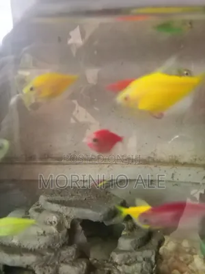 Glo Tetras