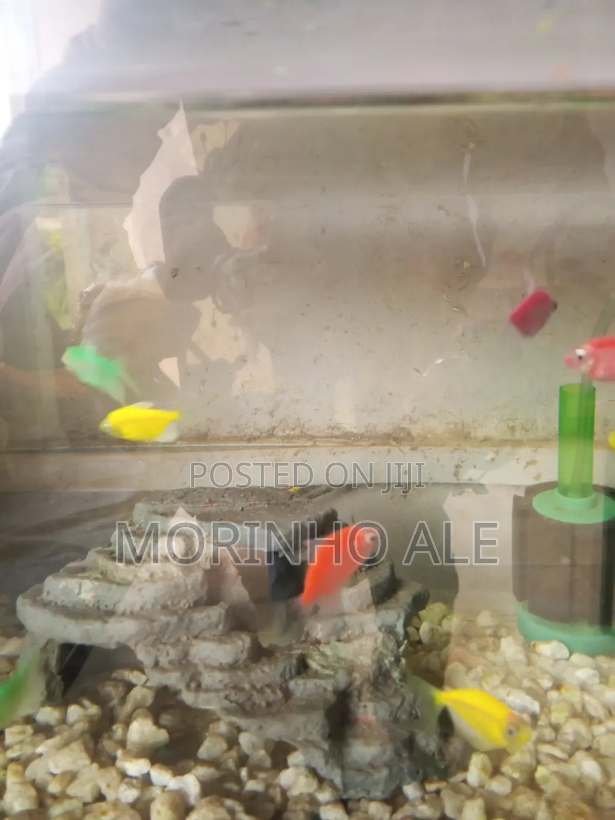 Glo Tetras