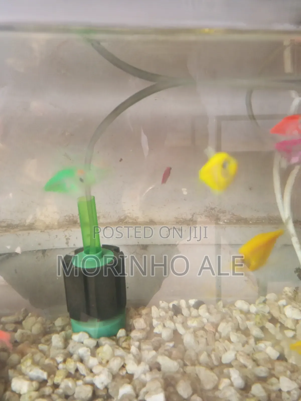 Glo Tetras