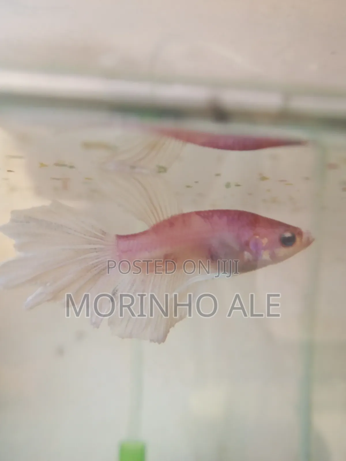 Betta Fish
