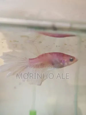 Betta Fish