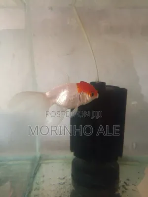Red Cap Orandas