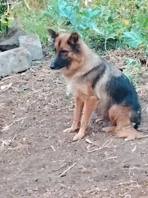 1+ year Female Purebred German Shepherd