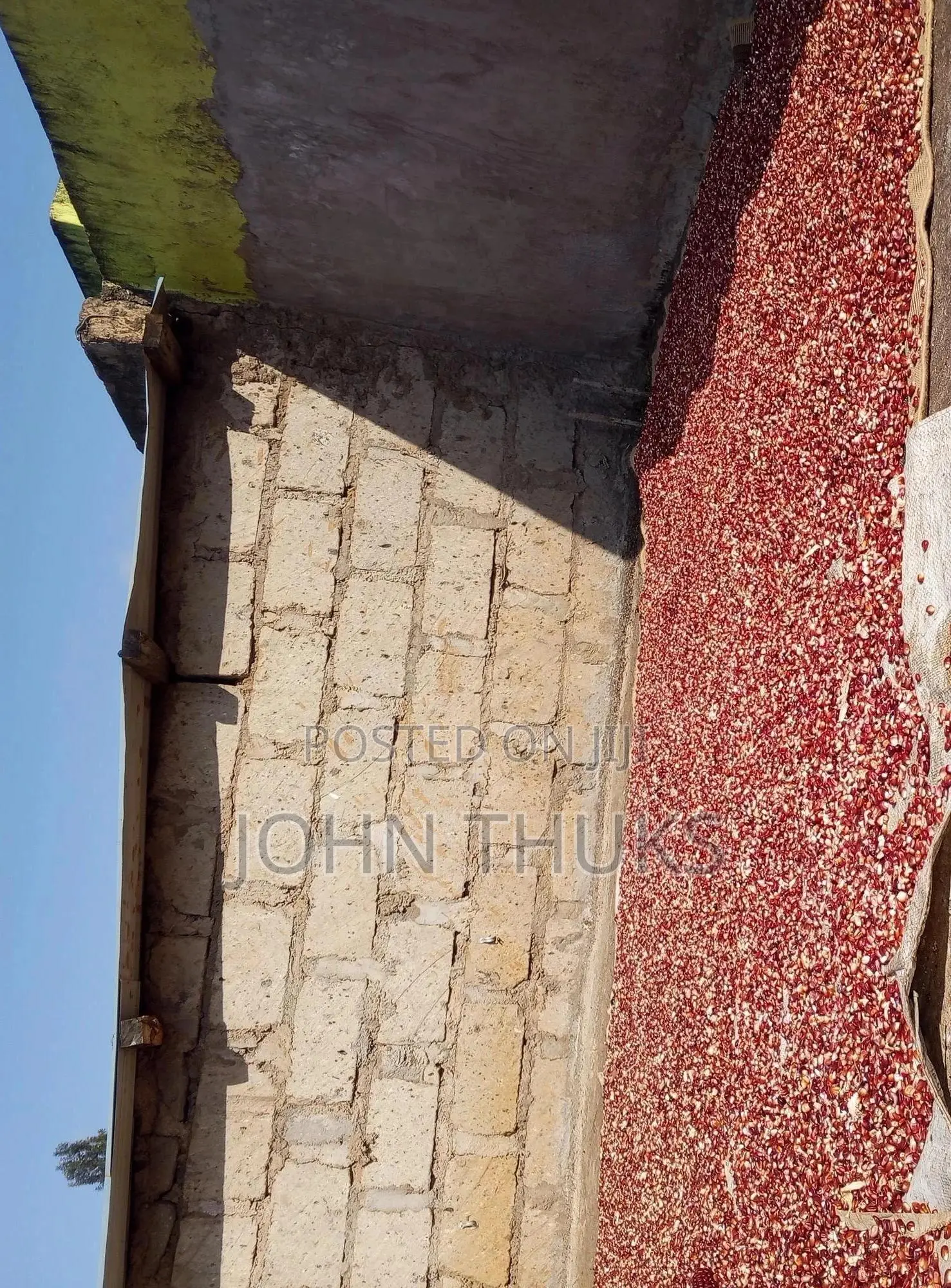 Red Heirloom Maize