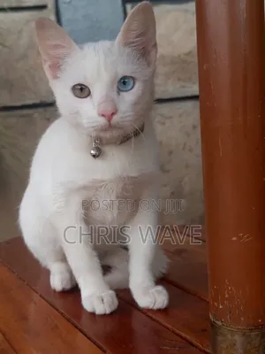 1-3 months Male Purebred Turkish Angora