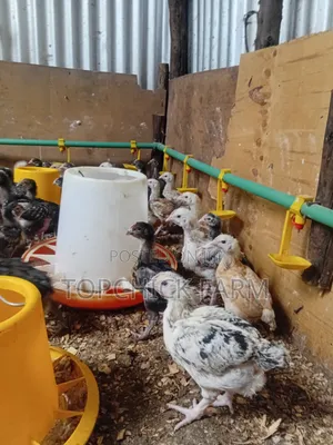 4 Weeks Old F1 Sasso Chicks